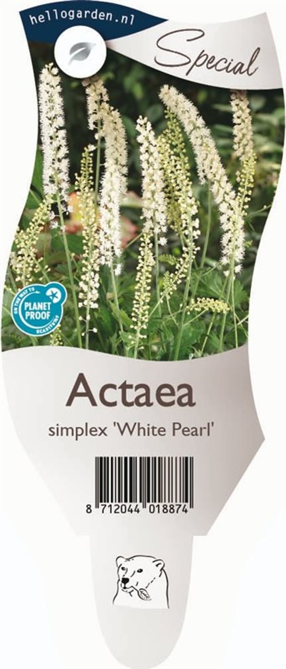 Actaea simp. 'White Pearl' - P11